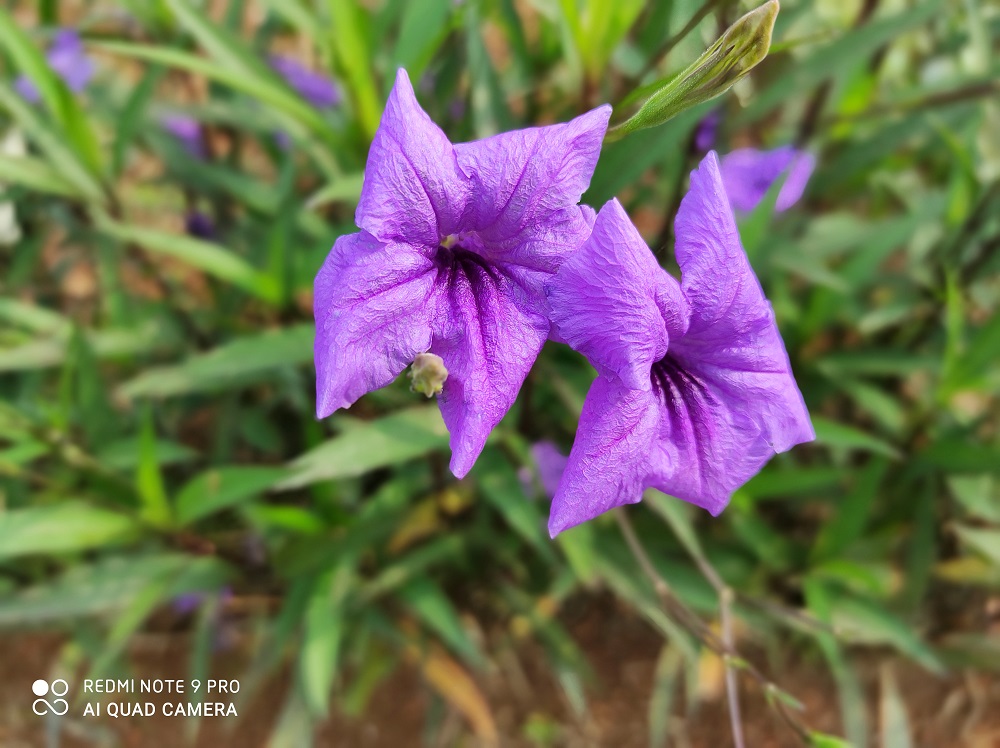 Review Redmi Note 9 Pro Jawara Kelas Menengah